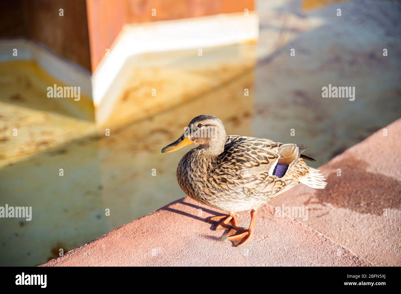 Ente am Wasser im Sonnenuntergang zum Trocknen Stockfoto