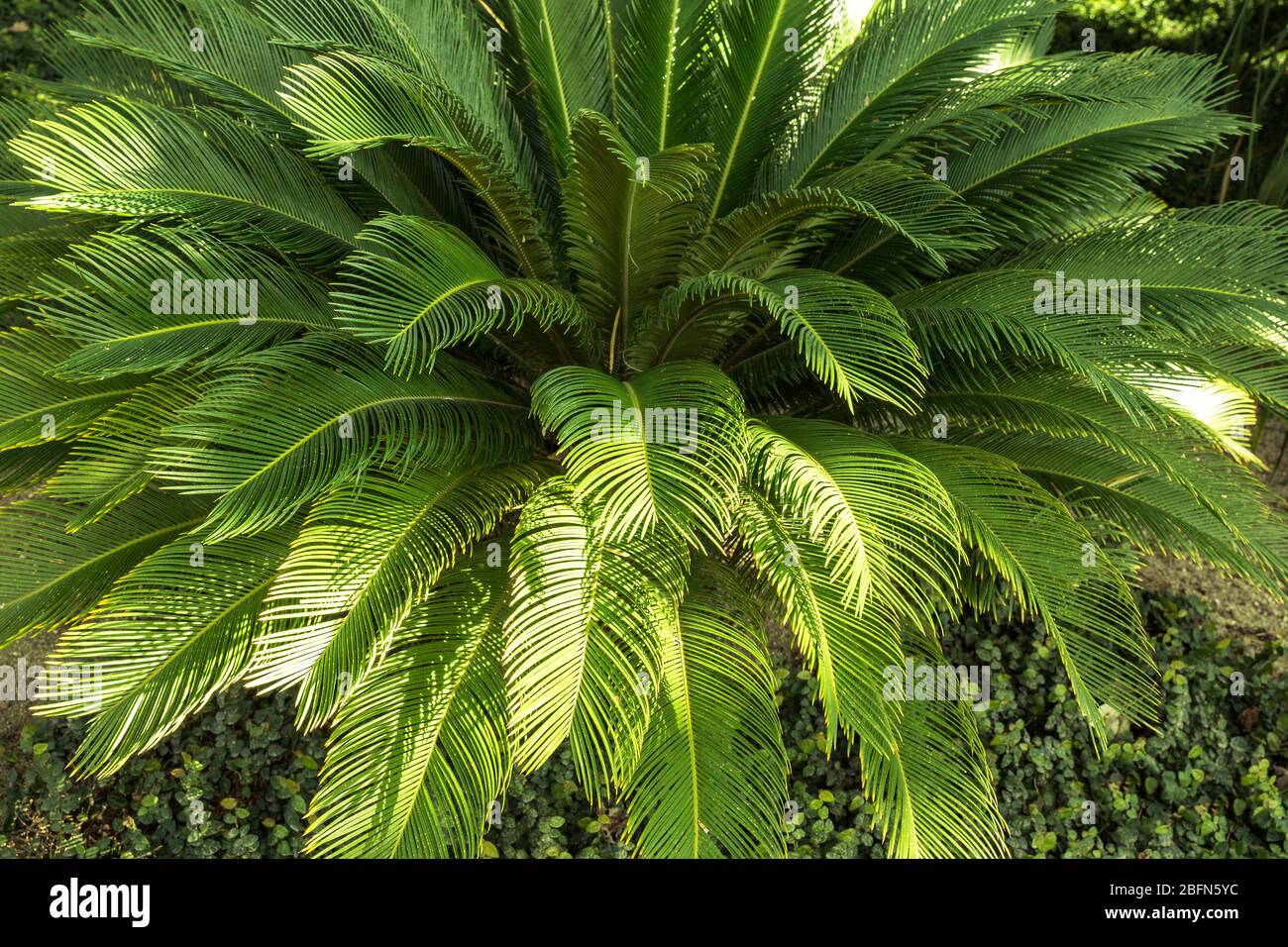 Immergrüne Falsche Palme japanischen Ursprungs und kleine Höhe Stockfoto