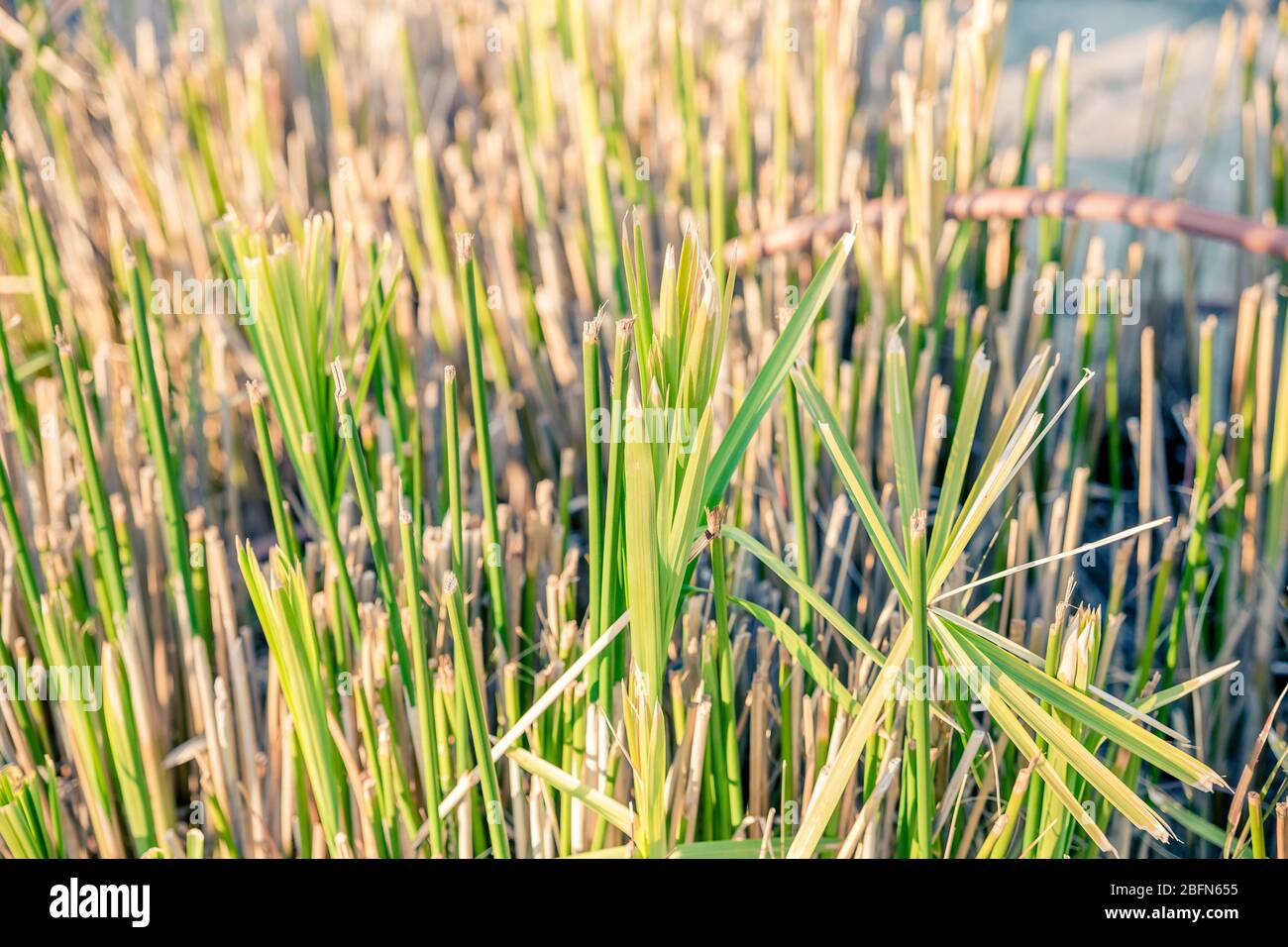 Landschaft aus grünem und gelbem Gras mit Bewässerungssystem Stockfoto