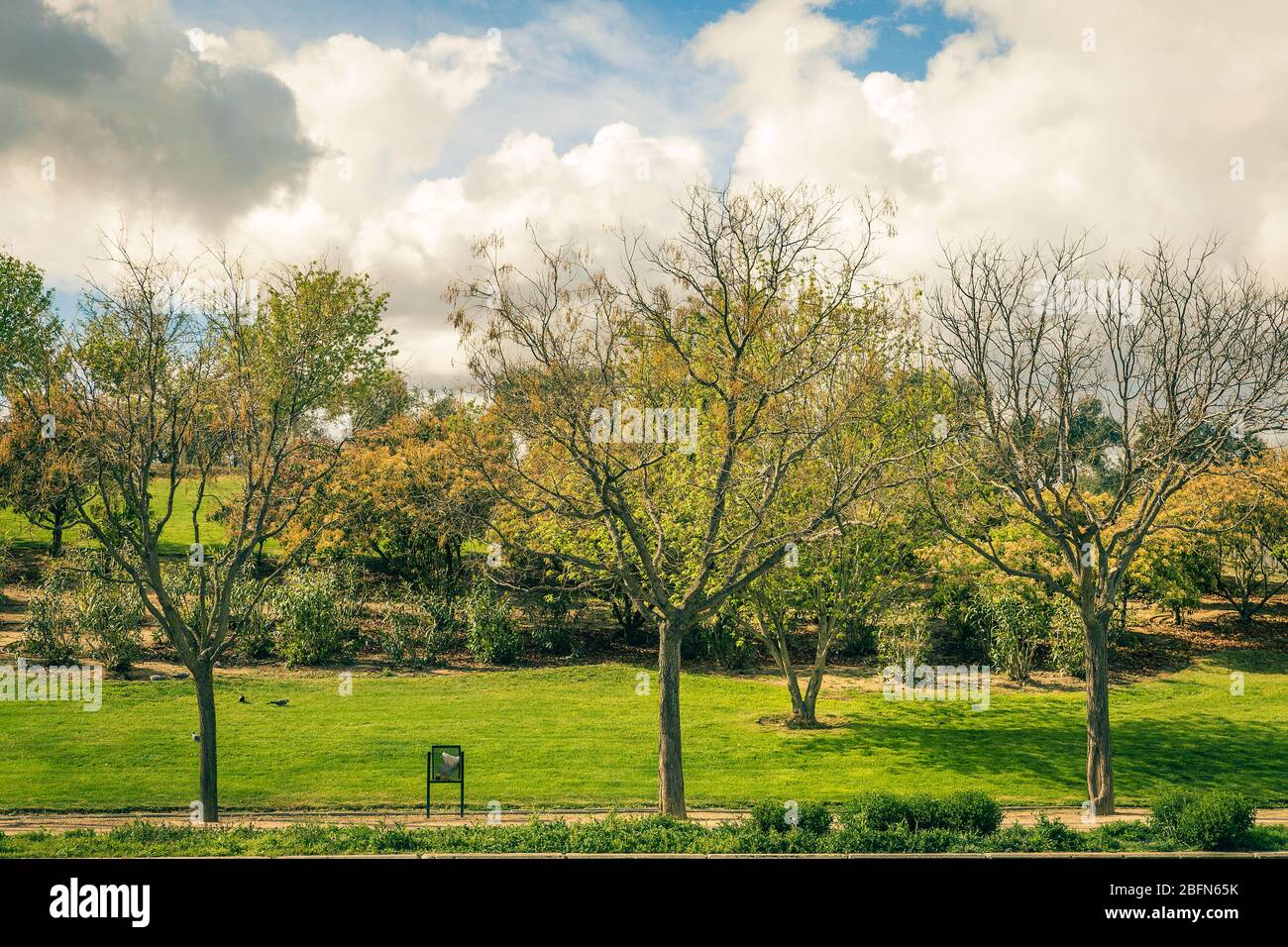Blick auf den bewölkten Himmel auf dem grünen und einsamen Park im Frühjahr Stockfoto