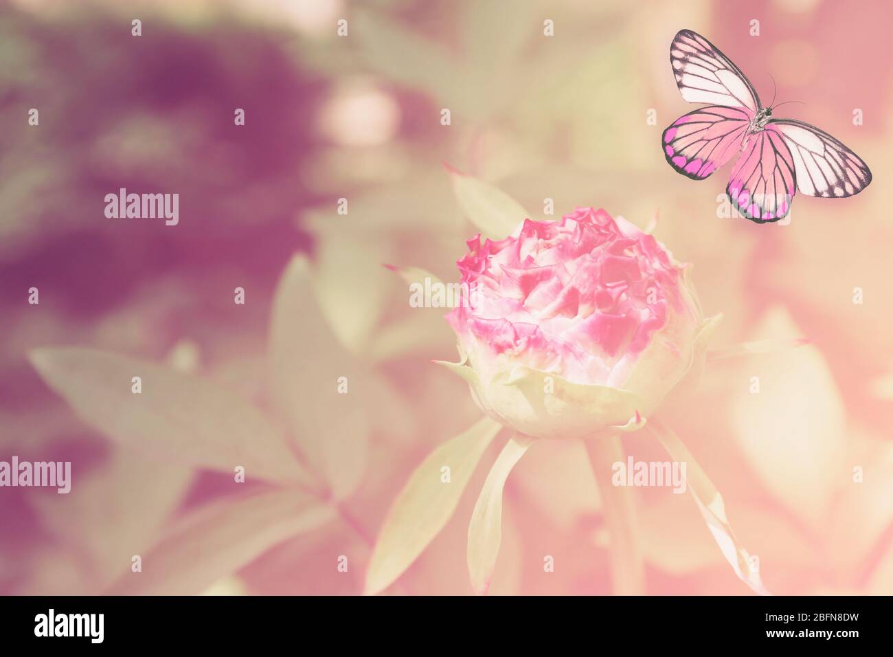 Schöne Schmetterling und Blume, Nahaufnahme. Naturkonzept. Stockfoto