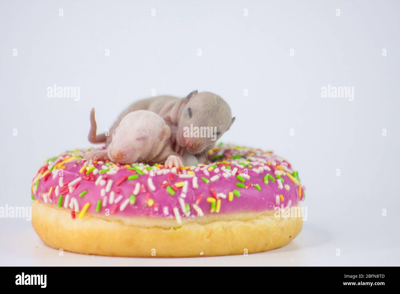 Diät-Konzept. Kleine Rattenkinder auf einem rosa, leckeren Donut Stockfoto