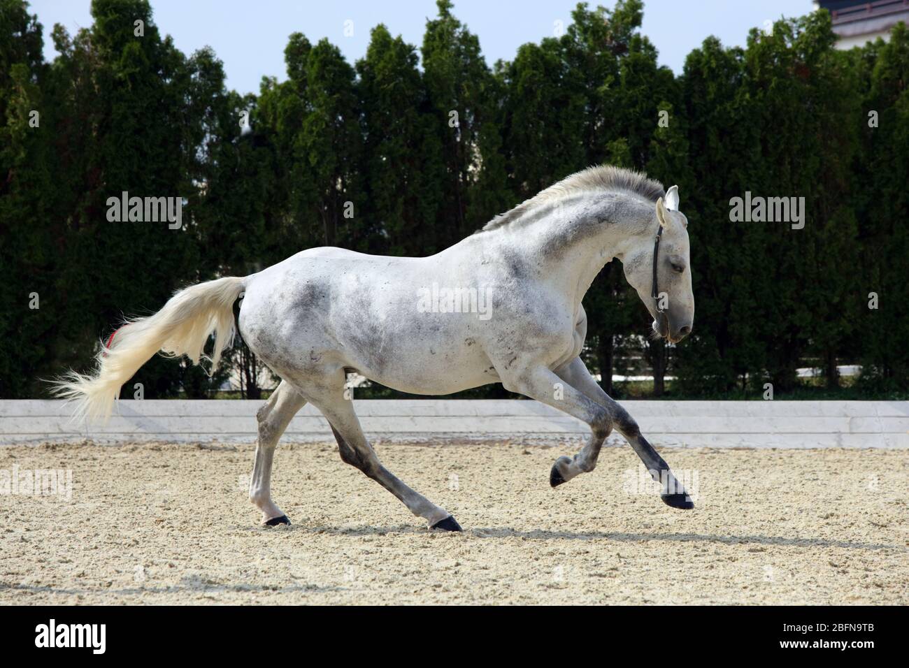 Andalusisches weißes Pferd galoppieren auf Dressurviereck Stockfoto