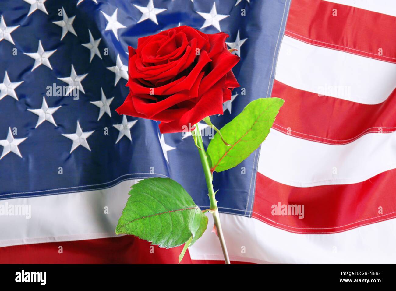Rose auf USA Flagge Hintergrund. Symbol von Amerika Stockfoto