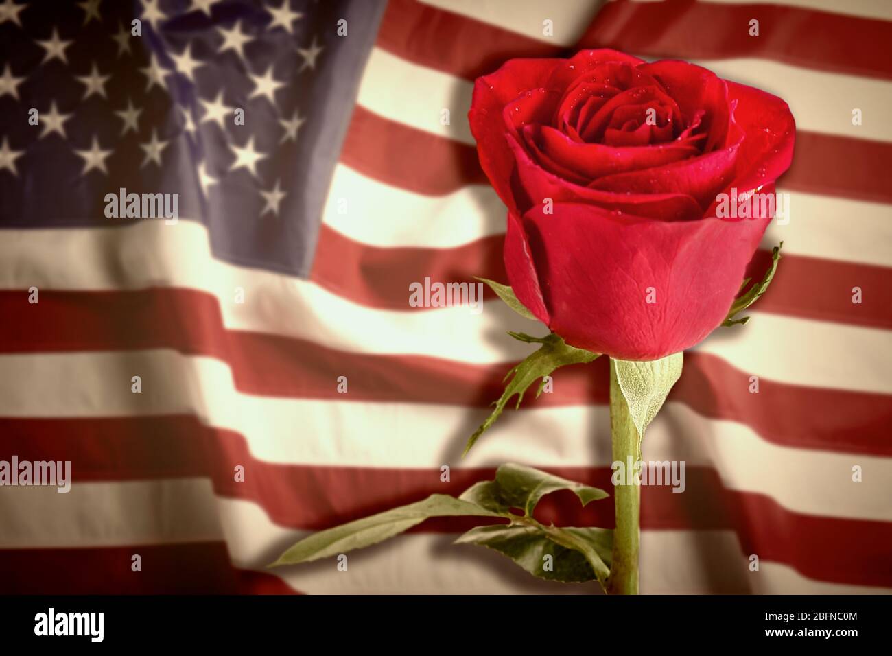 Rose auf USA Flagge Hintergrund. Symbol von Amerika Stockfoto