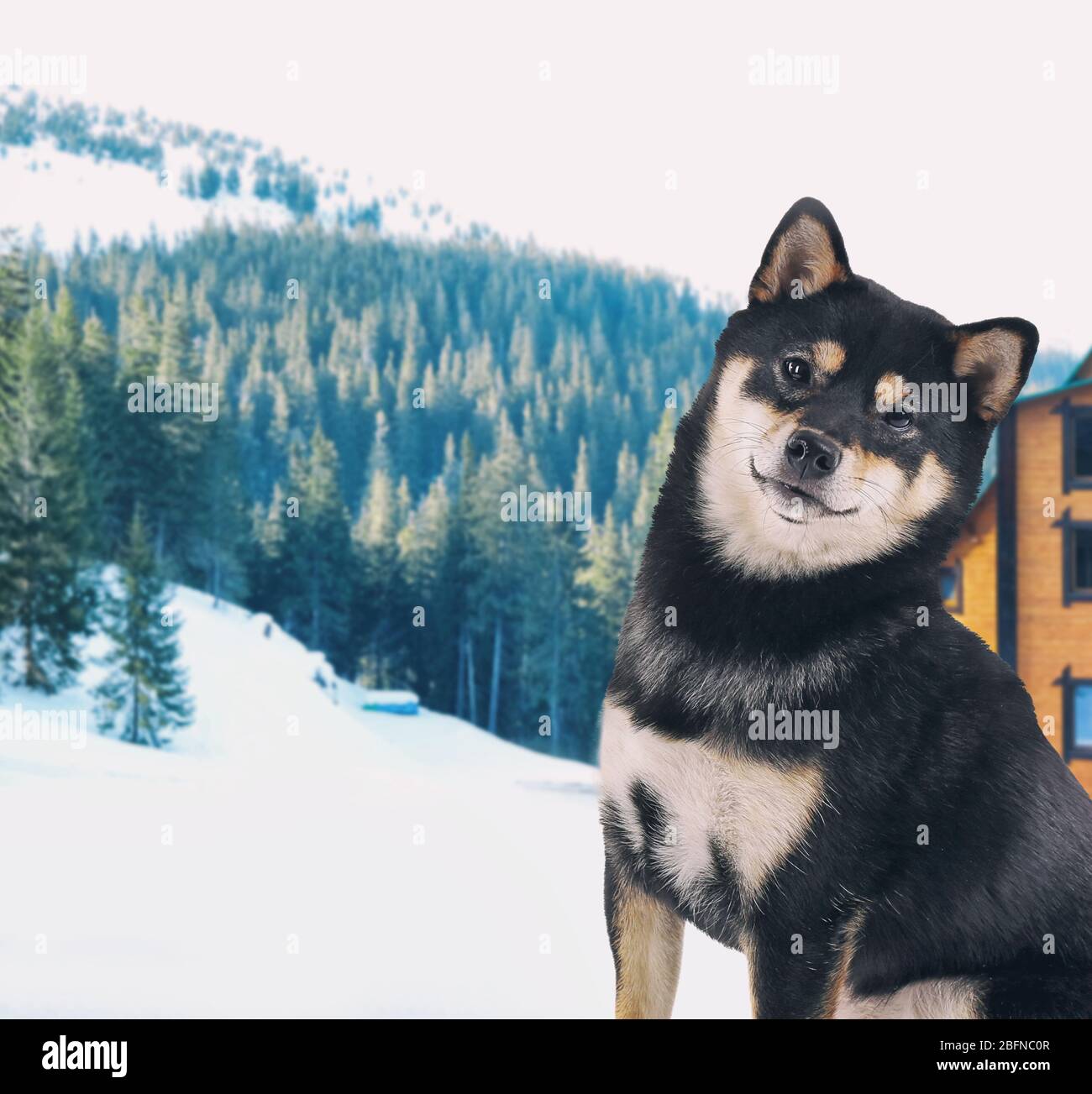 Hundeschutz auf Privateigentum Stockfoto