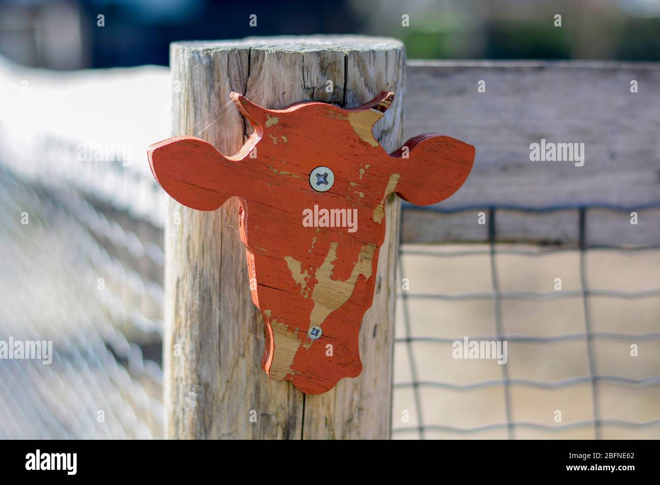 Orangenverwitterter Kuhkopf aus Holz, der an einem Zaun am Eingang zu einem Streichelzoo befestigt ist Stockfoto