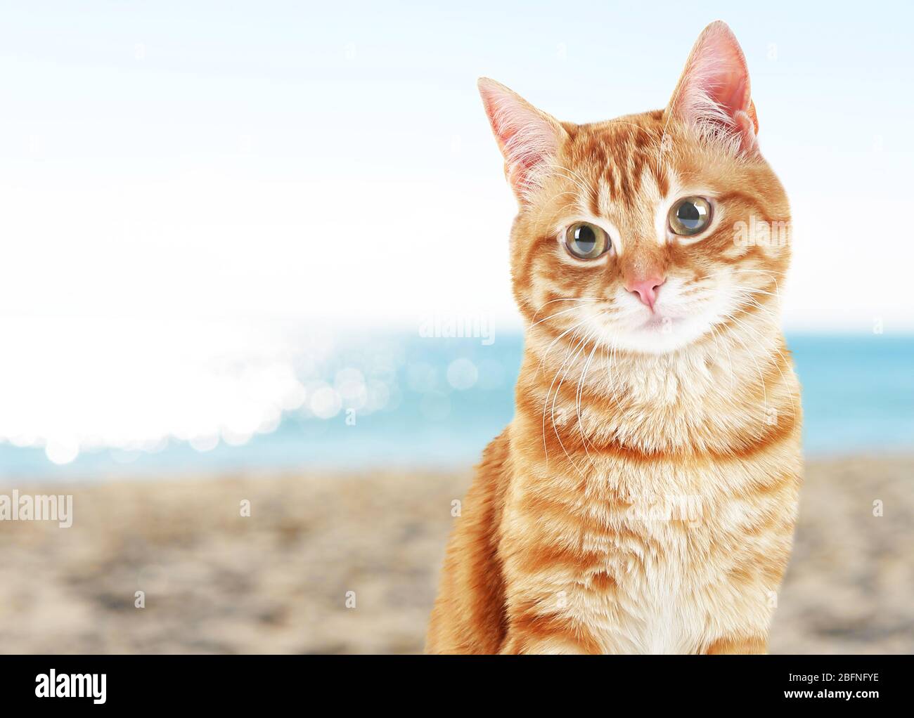 Nette Katze auf Meeresküste Hintergrund Stockfoto