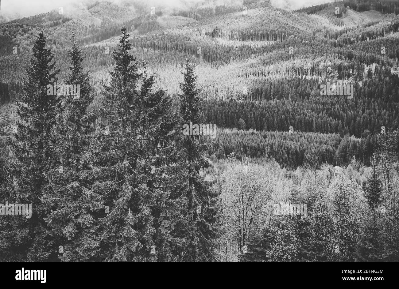 Schwarz-Weiß-Hintergrund im Querformat Stockfoto