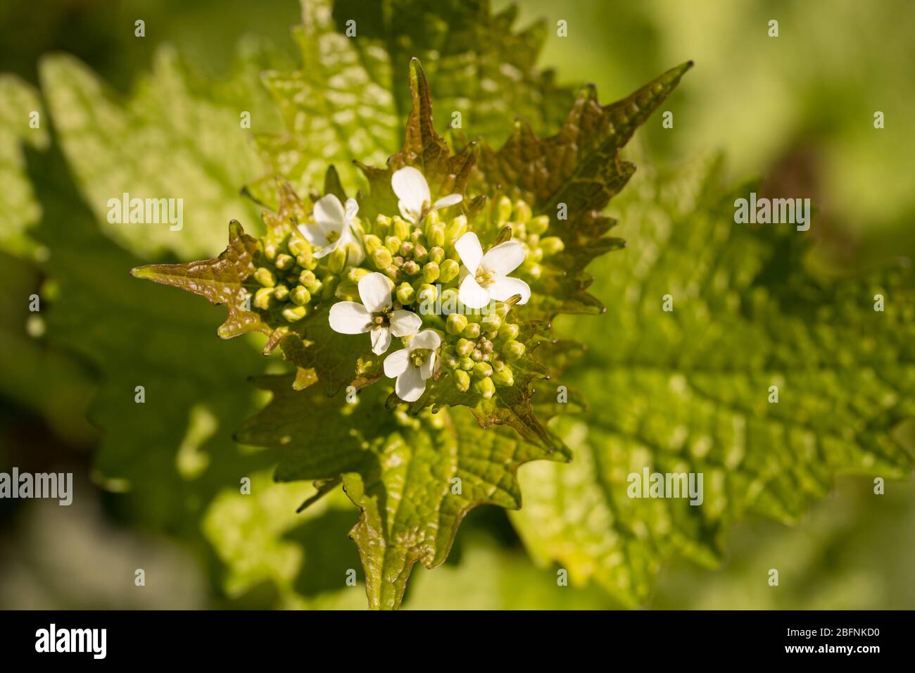 Nahaufnahme einer weiß blühenden Alliara petiolata (knoblauchsrauke) in einem Wald in hessen Stockfoto