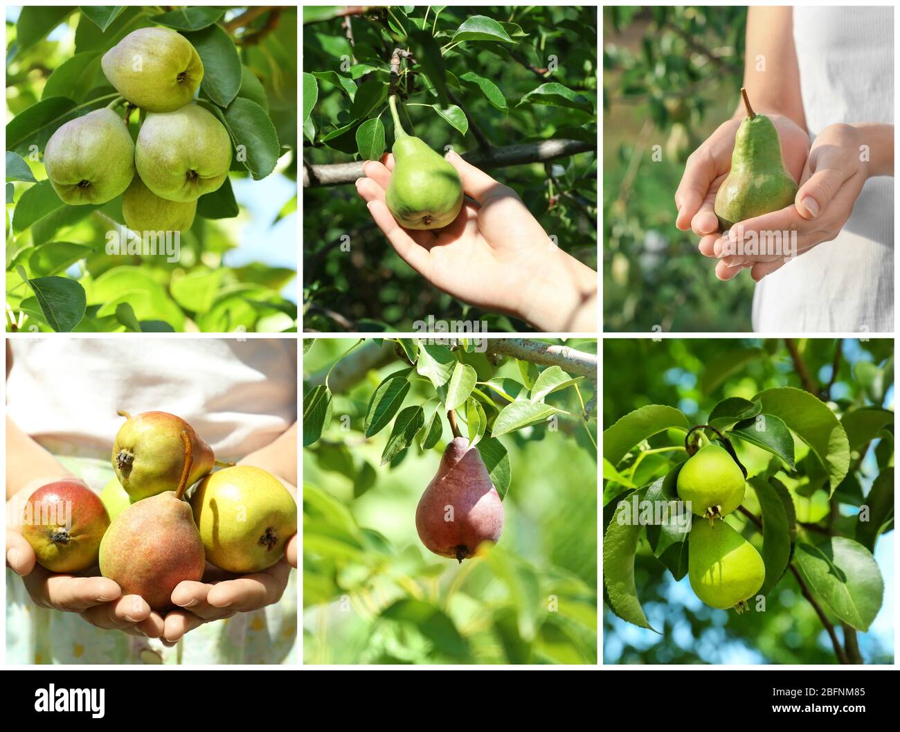 Collage mit Birnbaum und Frau im Garten Stockfoto