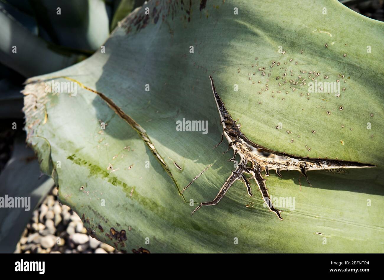 Beschädigte riesige Aloe Vera Blatt Stockfoto