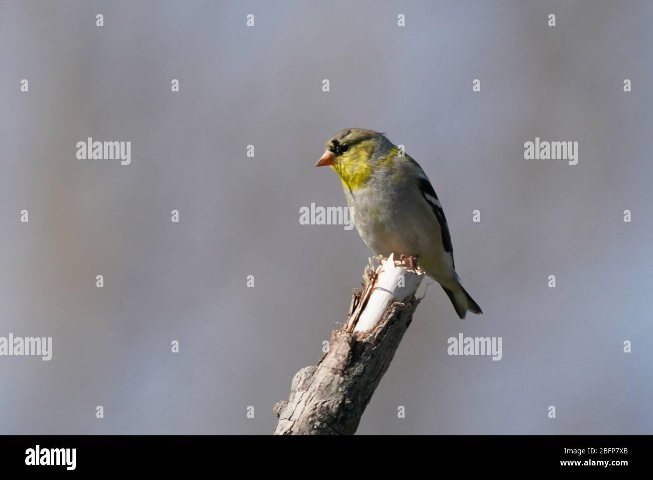 Goldfink Männchen und Weibchen fliegen oder tammen Stockfoto
