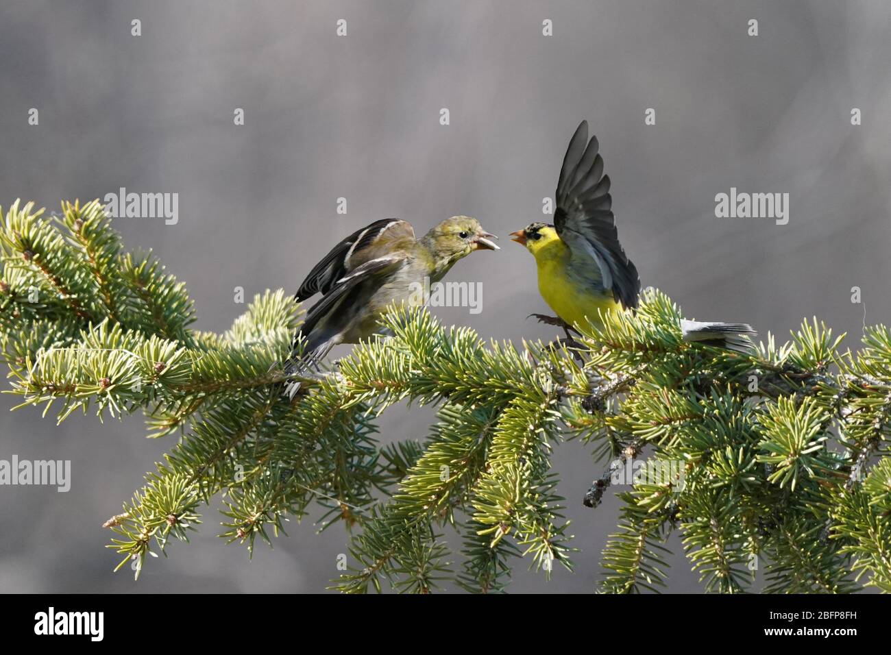 Goldfink Männchen und Weibchen fliegen oder tammen Stockfoto