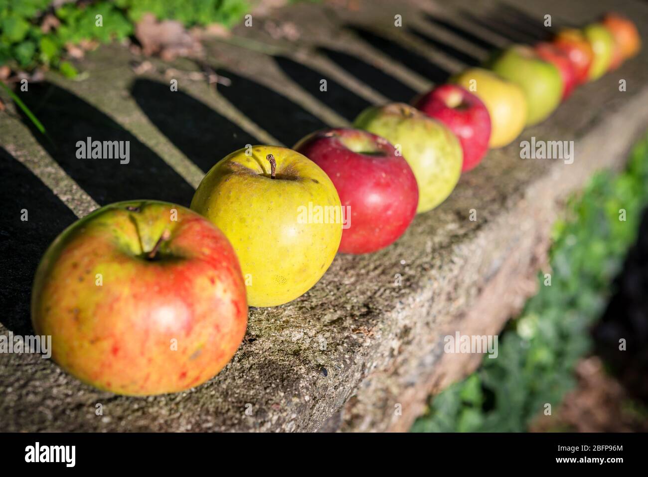 Bio verschiedene frische Äpfel im Herbstgarten Stockfoto