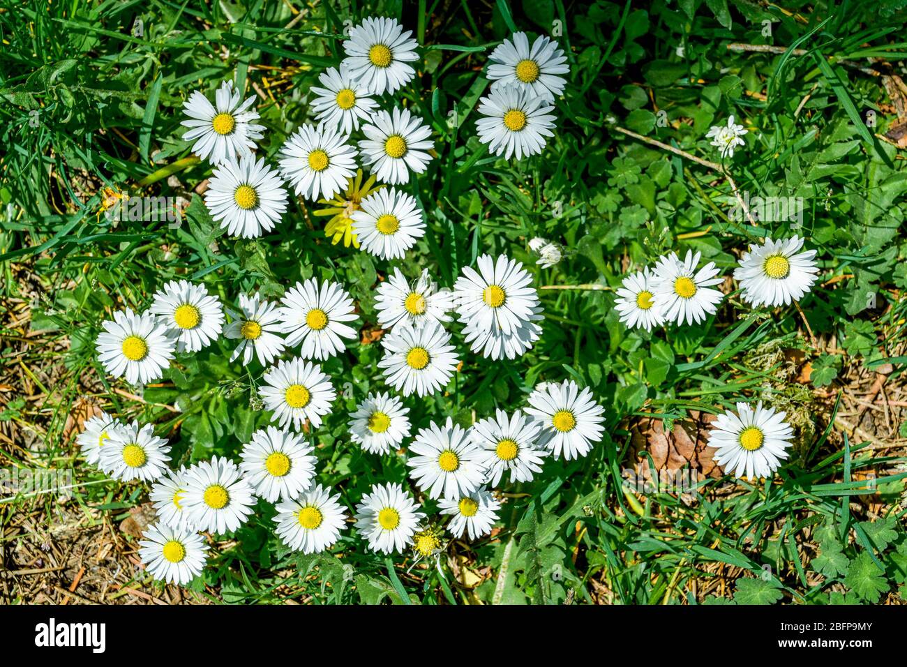 Rasenmäher, gänseblümchen, Wildblumen, Rasen Stockfoto