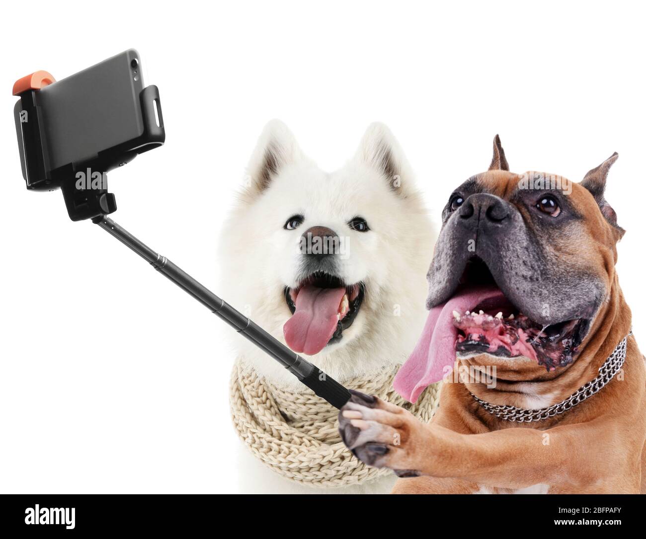 Lustige Hunde, die Selfie auf weißem Hintergrund machen Stockfotografie -  Alamy