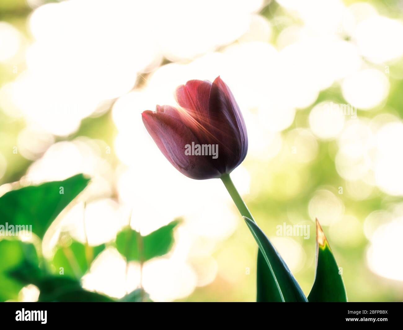 Sonnenlicht durch rote Tulpe. Beauty-Welt. Italien Stockfoto