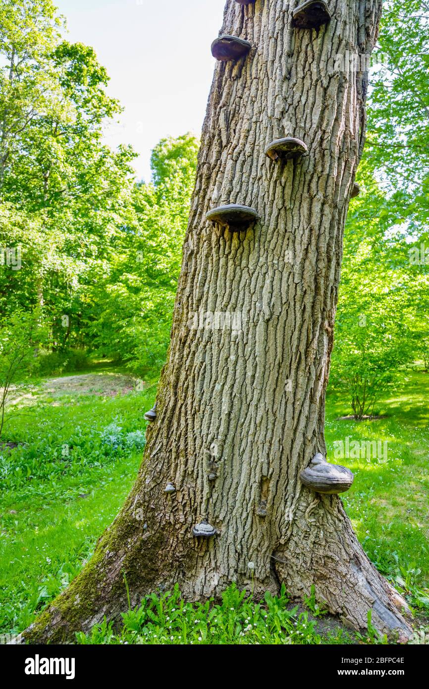 Essbaren Fruchtkörper Halterung Pilz Fistulina Hepatica (Beefsteak Pilz) wächst auf toten Baumstamm, Poitou-Charentes Region Südwest-Frankreich Stockfoto