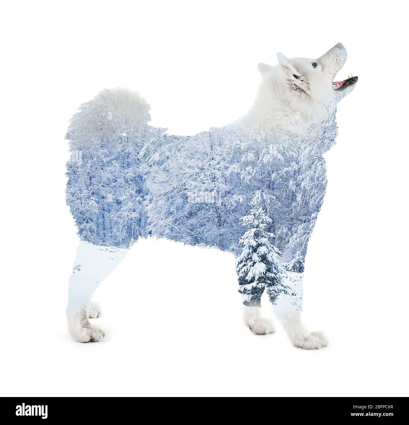 Doppelbelichtung von Hund und Winterwald auf weißem Hintergrund. Natur und Tierkonzept. Stockfoto