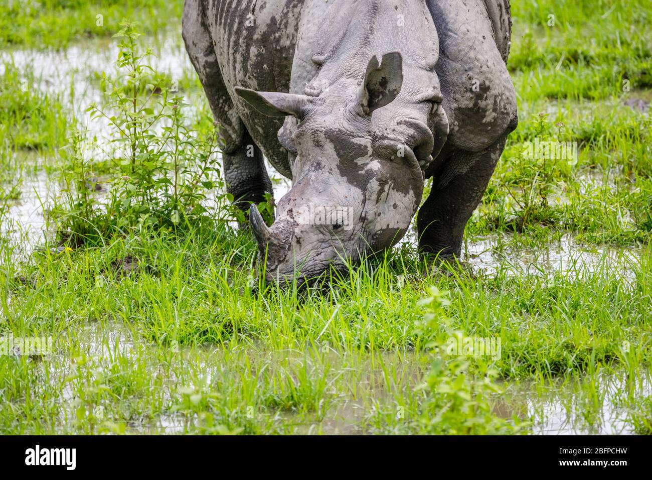 Nahaufnahme des Kopfes eines indischen Nashorns (Rhinoceros unicornis), das in sumpfigen Feuchtgebieten im Kaziranga National Park, Assam, nordöstlich von Indi grast Stockfoto