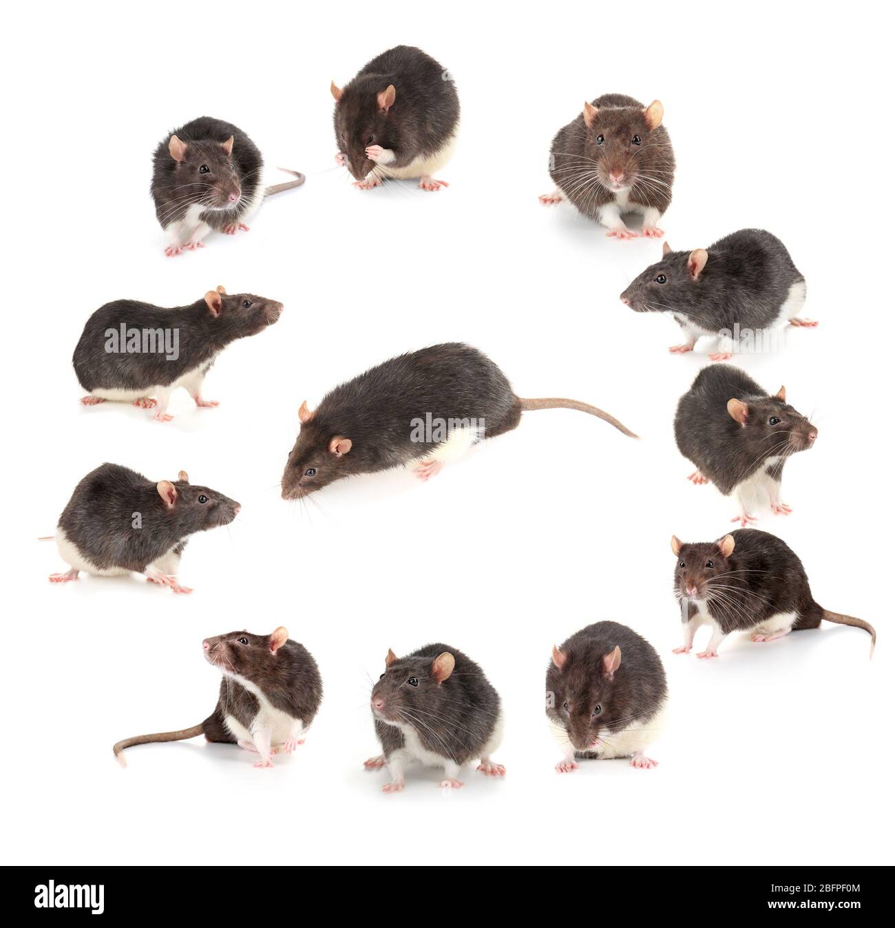 Niedliche Ratten auf weißem Hintergrund Stockfoto