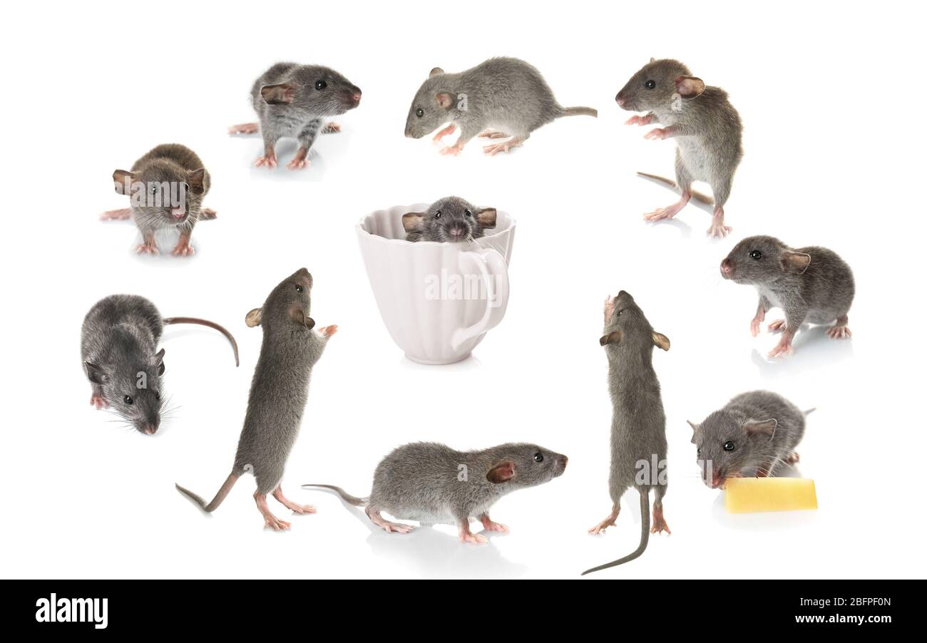 Niedliche Ratten auf weißem Hintergrund Stockfoto