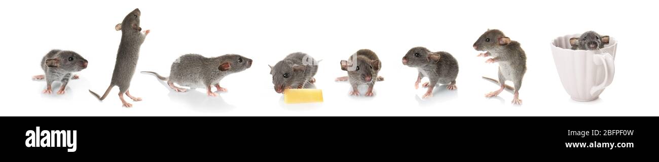 Niedliche Ratten auf weißem Hintergrund Stockfoto