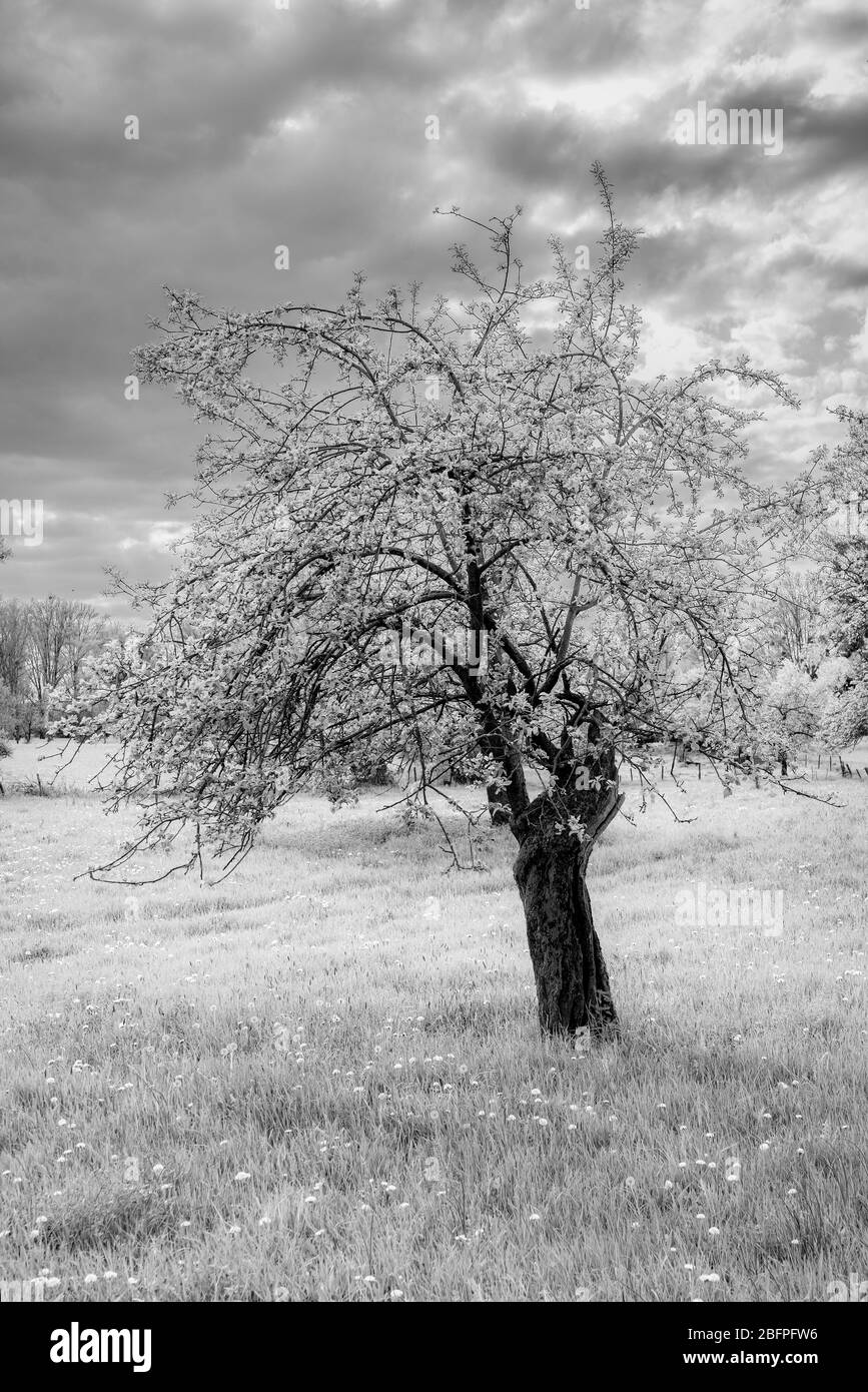 Alte Obstbäume, Infrarotfotografie. Stockfoto