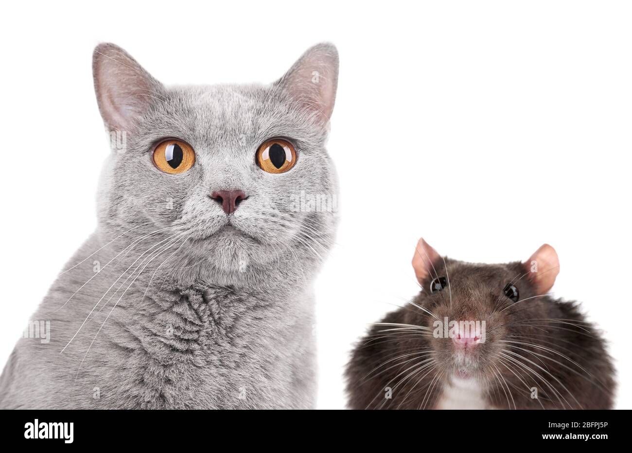 Nette Katze und Maus auf weißem Hintergrund Stockfoto