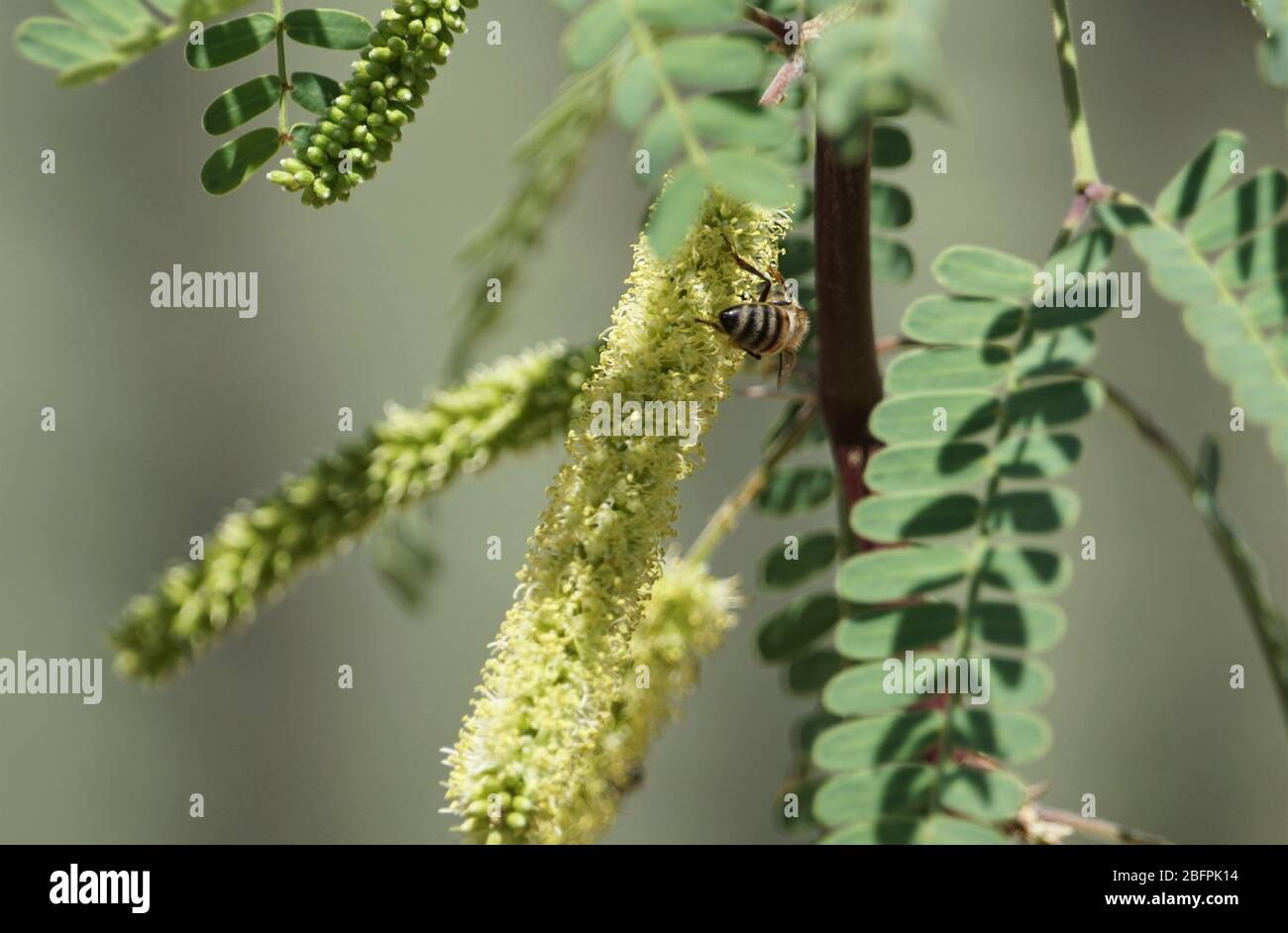 Die Wüstenpflanzen sind oft lebhaft und farbenreich, attraktiv für eine Vielzahl von Vögeln und Insekten Stockfoto