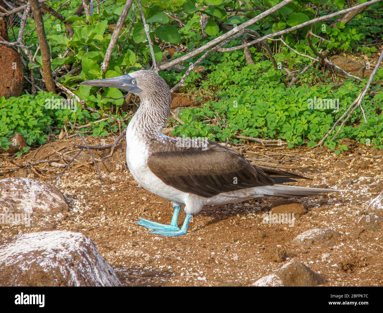 Blauer Fuß-Buh Stockfoto