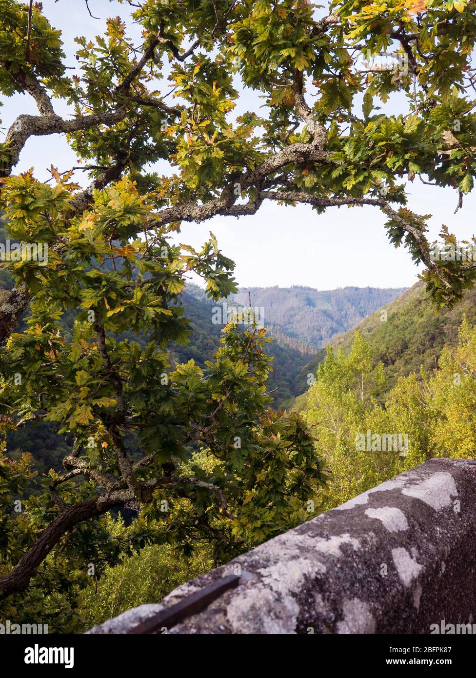 Roble en el ntorno del Monasterio de San Juan de Caaveiro. Fragas del Eume. La Coruña. Galicien. España Stockfoto