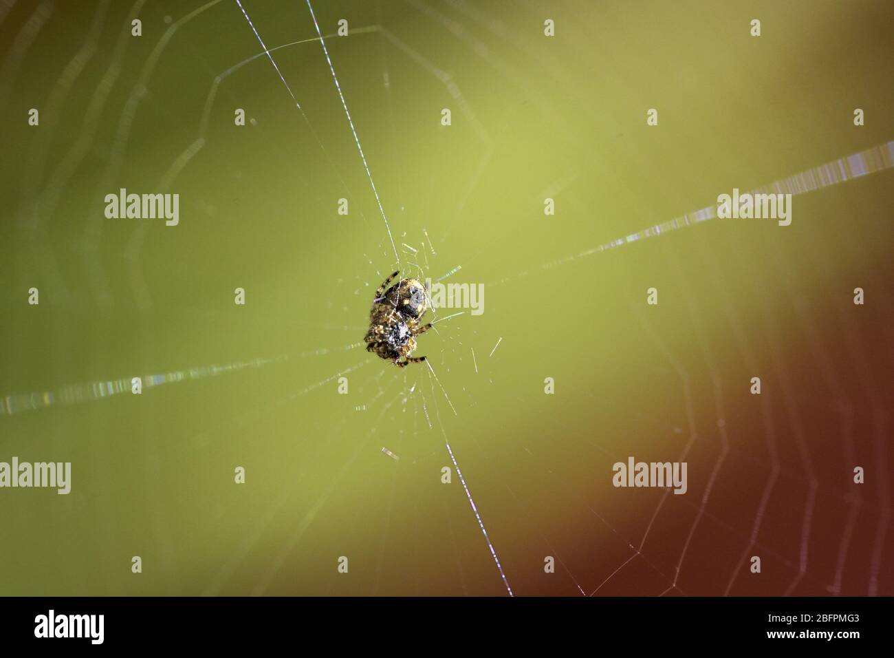 spinne weben seine Spinnennetz, um nach Nahrung zu jagen Stockfoto
