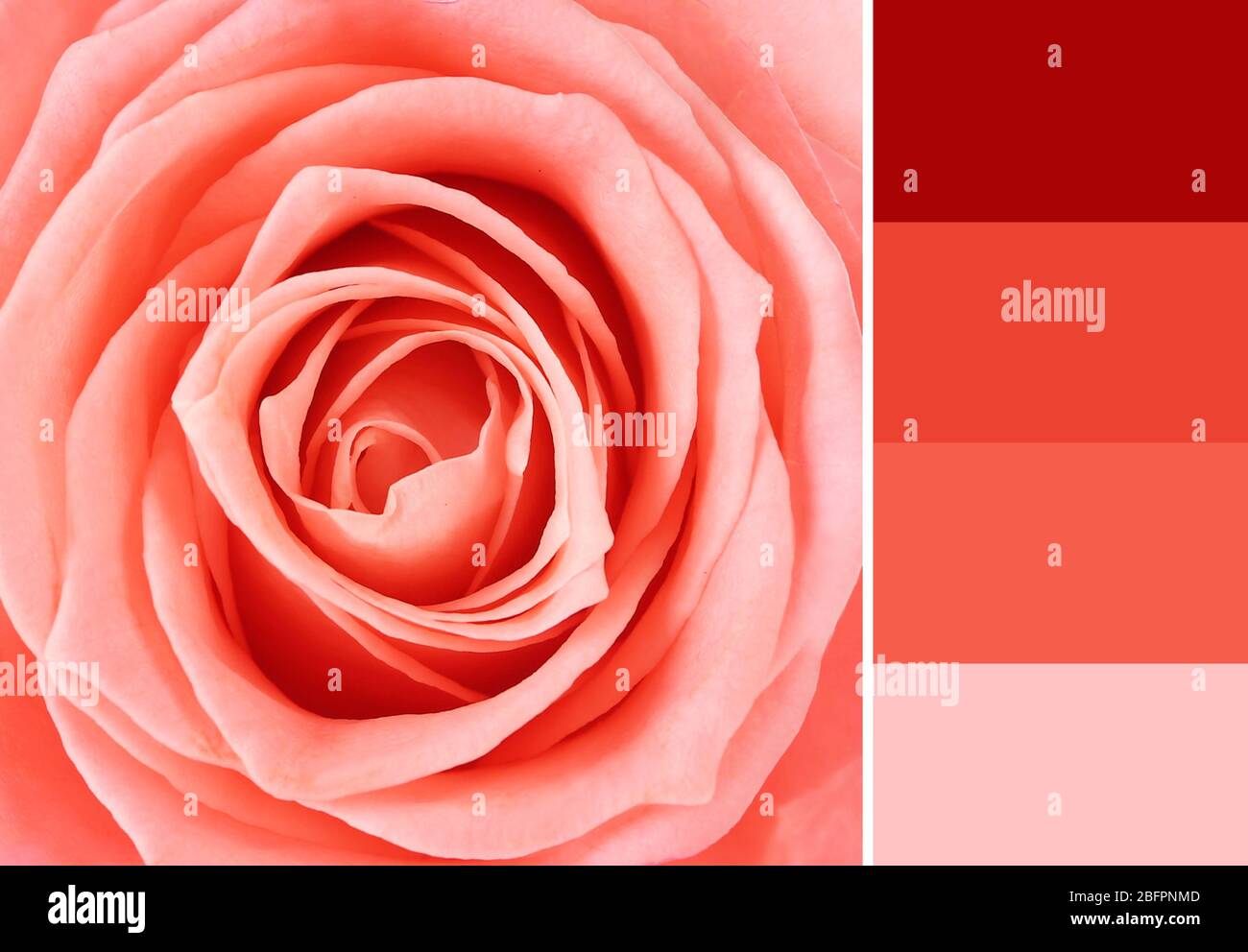 Palette mit Lachsfarbe und schöne Blume, Nahaufnahme Stockfoto