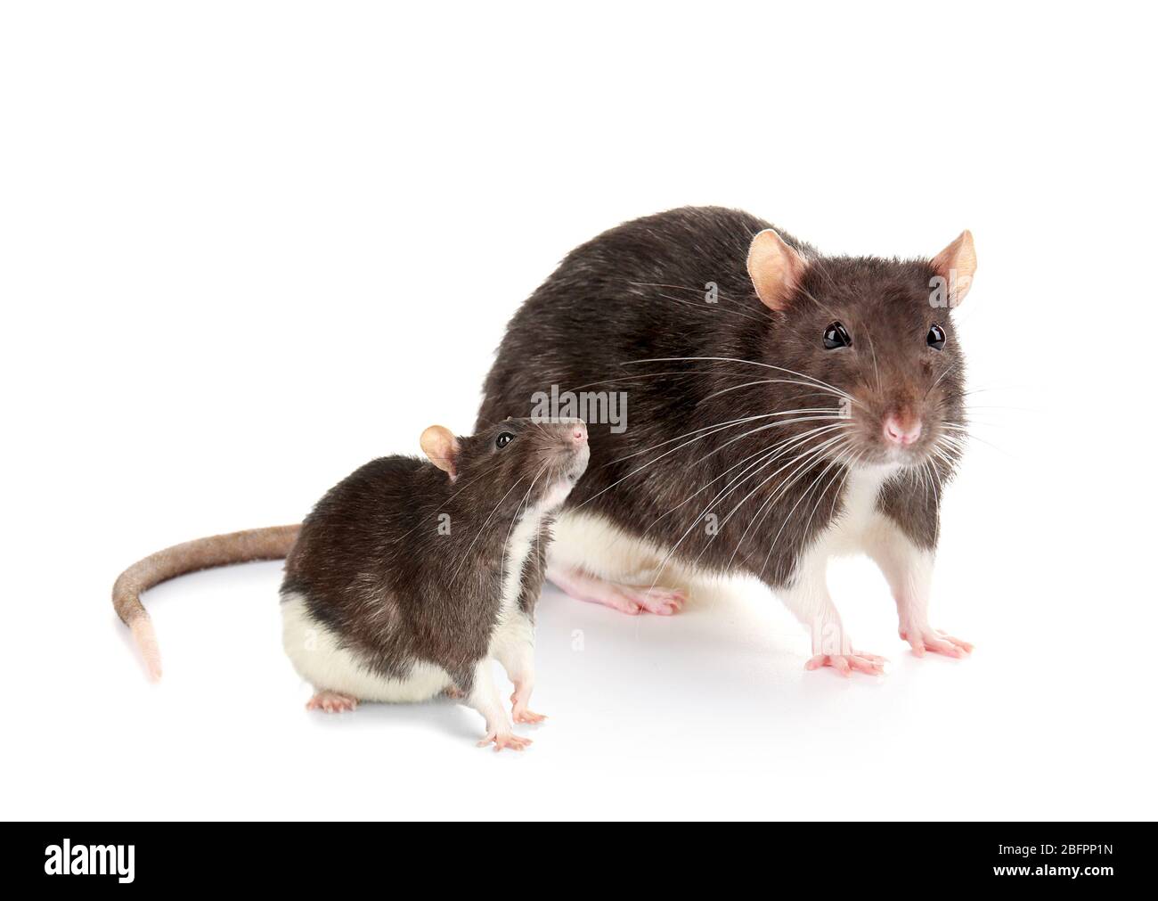 Kleine Ratte mit Mutter auf weißem Hintergrund Stockfoto