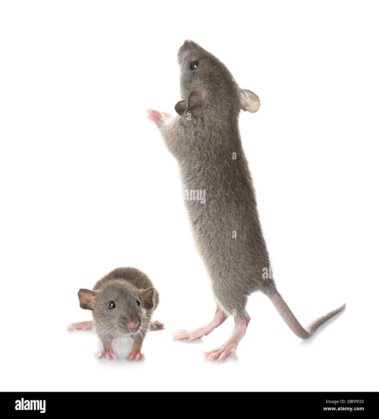 Kleine Maus mit Mutter auf weißem Hintergrund Stockfoto