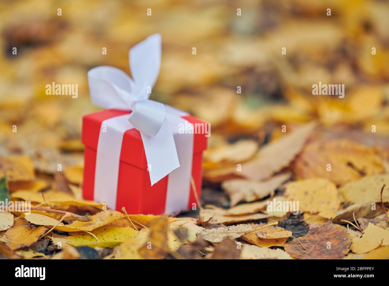 Geschenkbox im Herbst Blätter, Kopierraum. Geschenk für einen besonderen  Anlass: Jahrestag, Geburtstag, Hochzeit, Flitterwochen, Weihnachten oder  Valentinstag Stockfotografie - Alamy