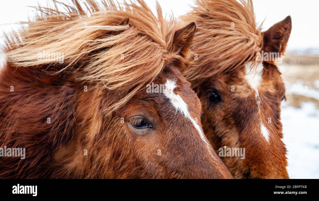 Nahaufnahme Porträt von zwei Islandpferden (Equus ferus caballus) im Wind in verschneiten Islandlandschaften, Island Stockfoto