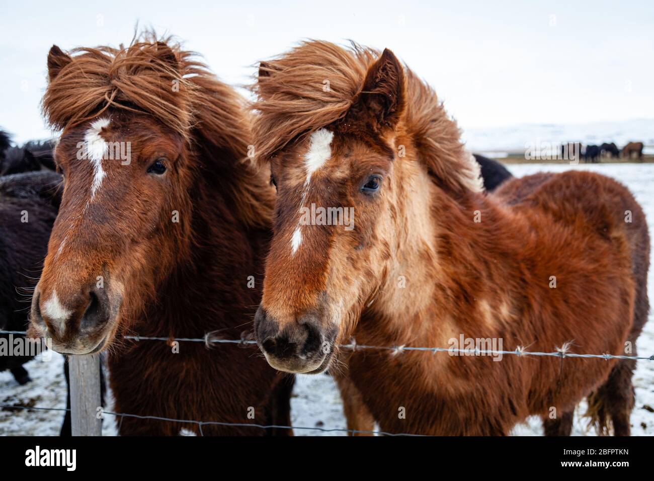 Nahaufnahme Porträt von zwei Islandpferden (Equus ferus caballus) im Wind in verschneiten Islandlandschaften, Island Stockfoto