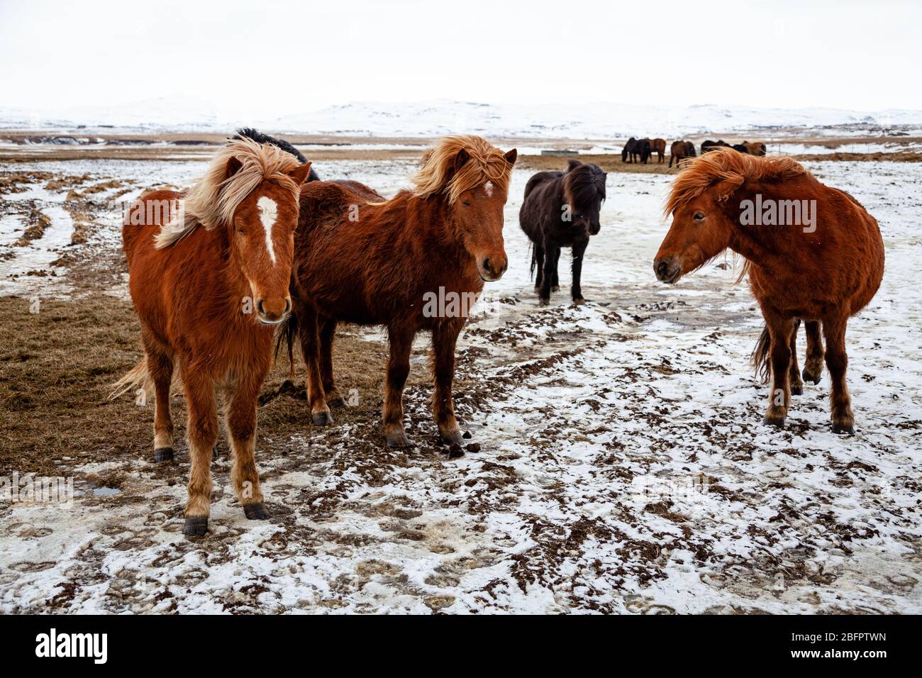 Porträt von isländischen Pferden (Equus ferus caballus) in einem verschneiten Feld in Island im Winter Stockfoto