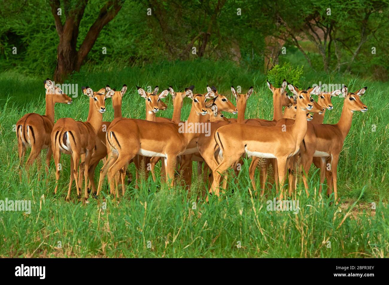 Weibliche Impala Gazellen achten auf ihre Umgebung Stockfoto