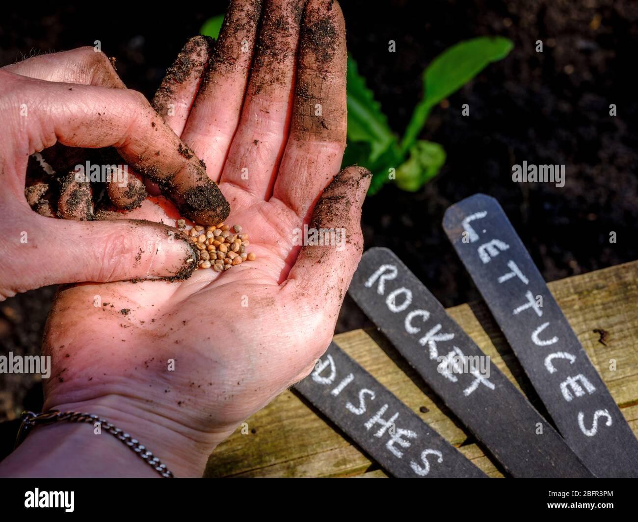 Ein Gärtner, der Salat, Radieschen und Rakete in einem Hochbett in East Sussex, Großbritannien, sät. Stockfoto