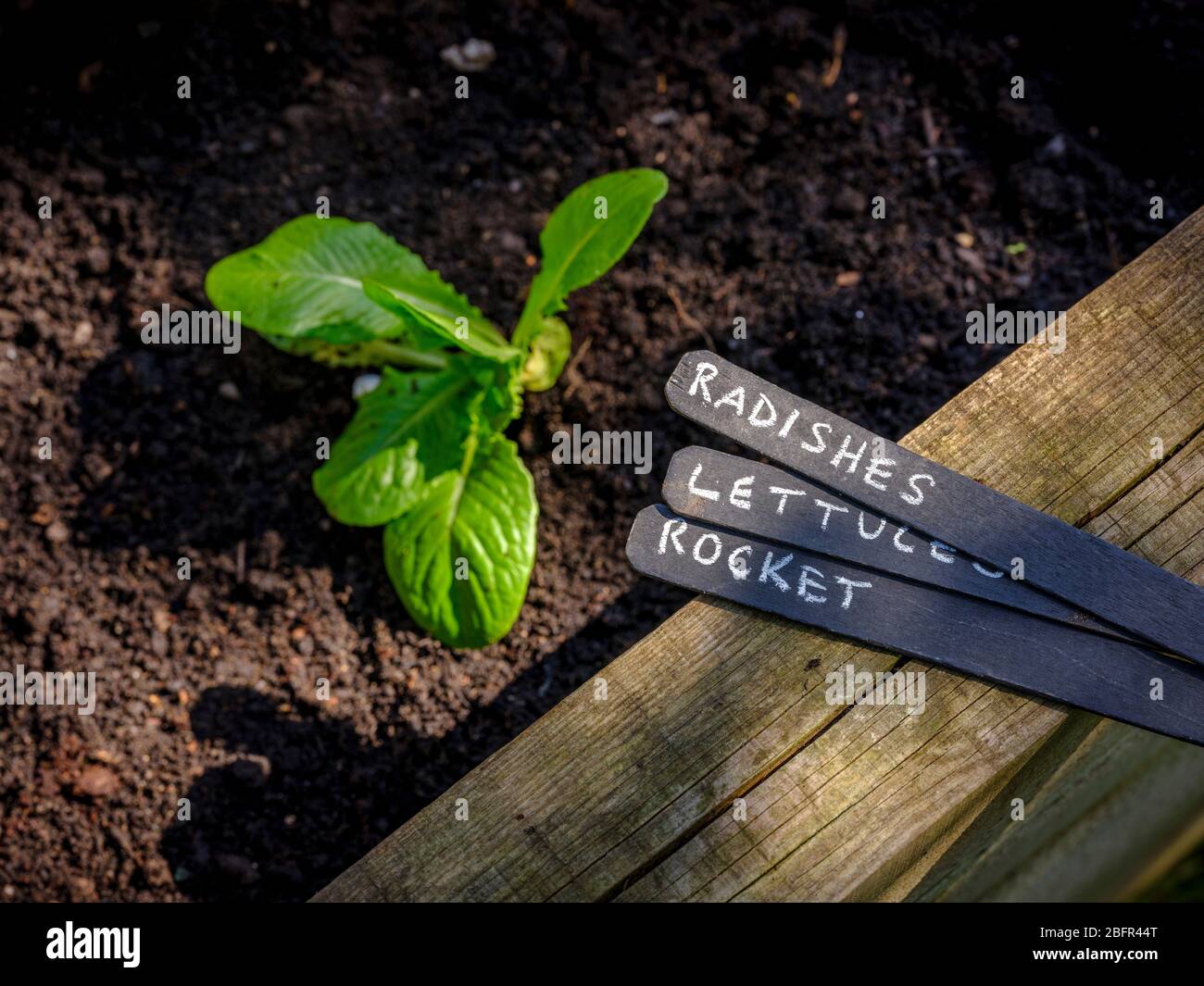 Ein Gärtner, der Salat, Radieschen und Rakete in einem Hochbett in East Sussex, Großbritannien, sät. Stockfoto