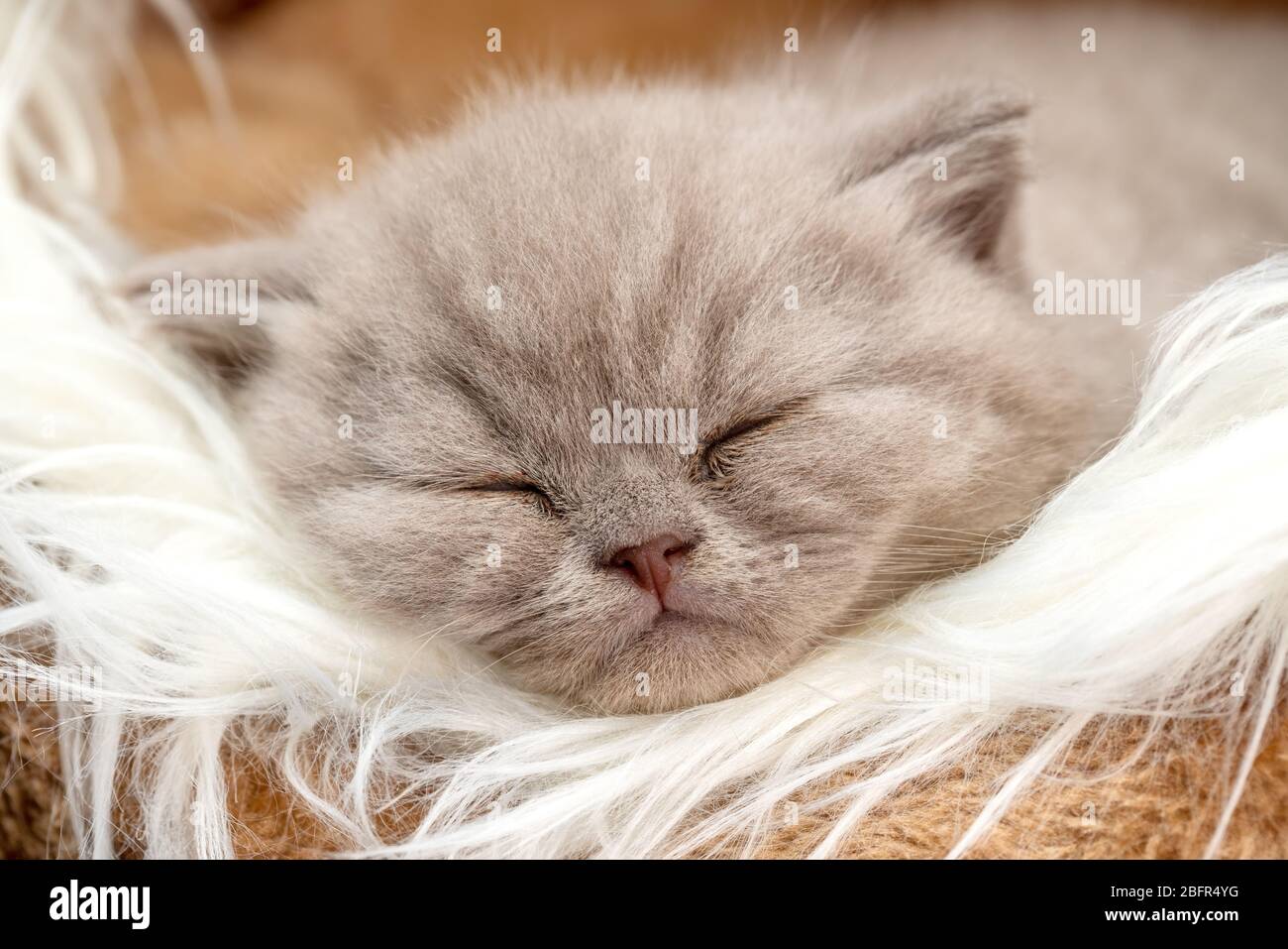 Niedliches Kätzchen, britisch reinrassig, in einem Haus aus Seidenmaterial, nach den Spielen ruhend. Stockfoto
