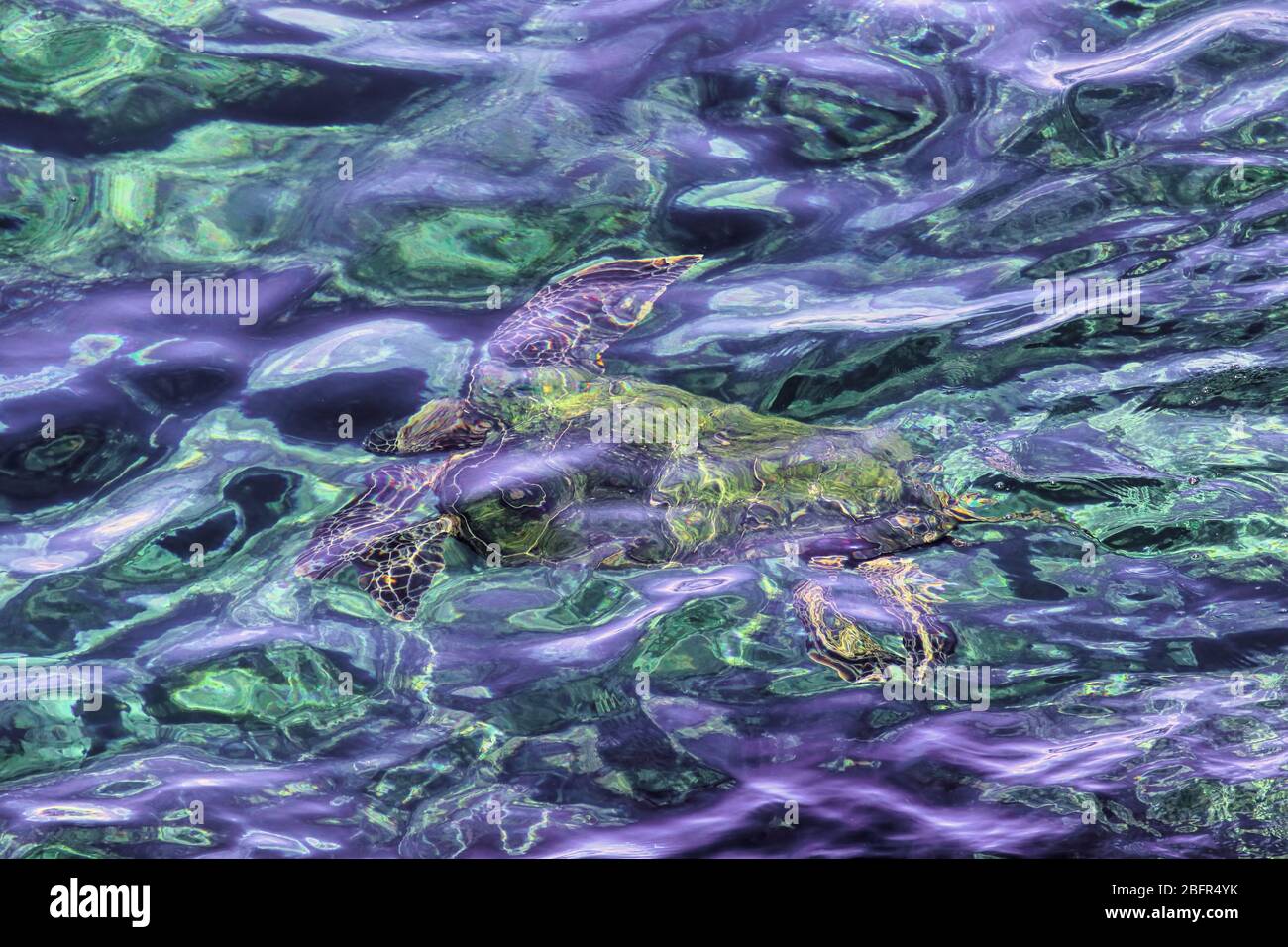 Schimmernde Abstraktion einer grünen Meeresschildkröte, die unter Wasser in sehr flachem Wasser schwimmt. Stockfoto