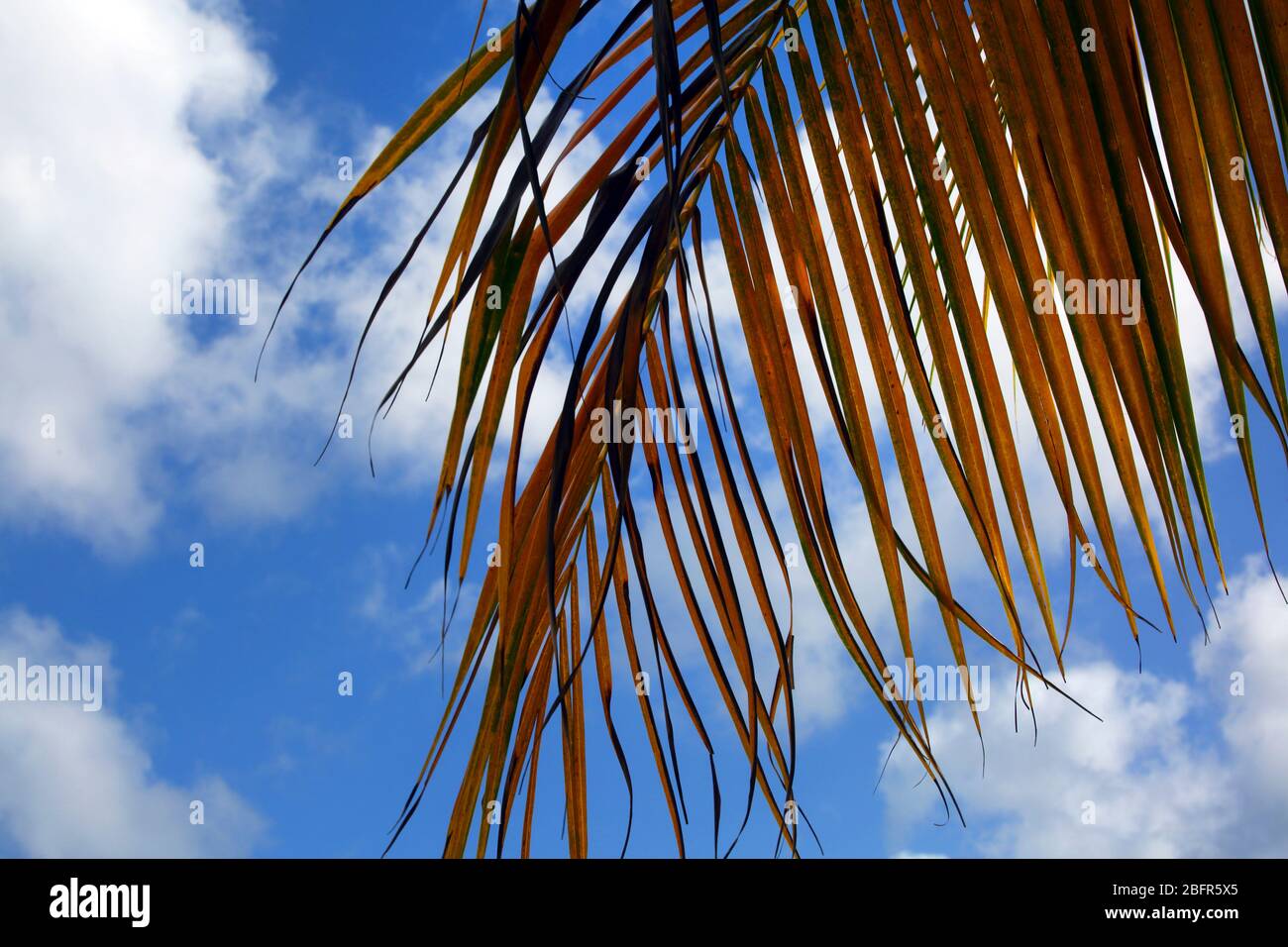 Grand Anse Beach Grenada Vergilbtes Palmenblatt Stockfoto