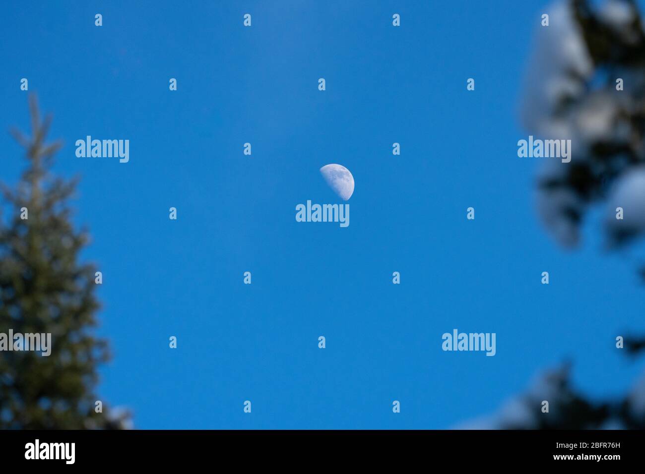 Mond tagsüber über dem Wald Stockfoto