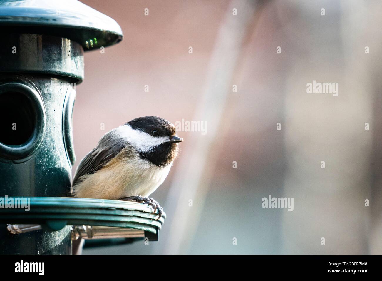 Schwarzkappenschickadee am Vogelhäuschen Stockfoto