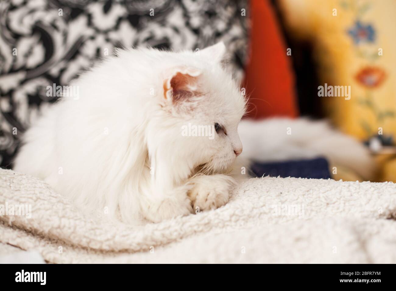Hübsche Katze. Süße weiße Katze schläft. Stockfoto